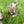 Load image into Gallery viewer, Maple