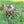 Load image into Gallery viewer, Maple