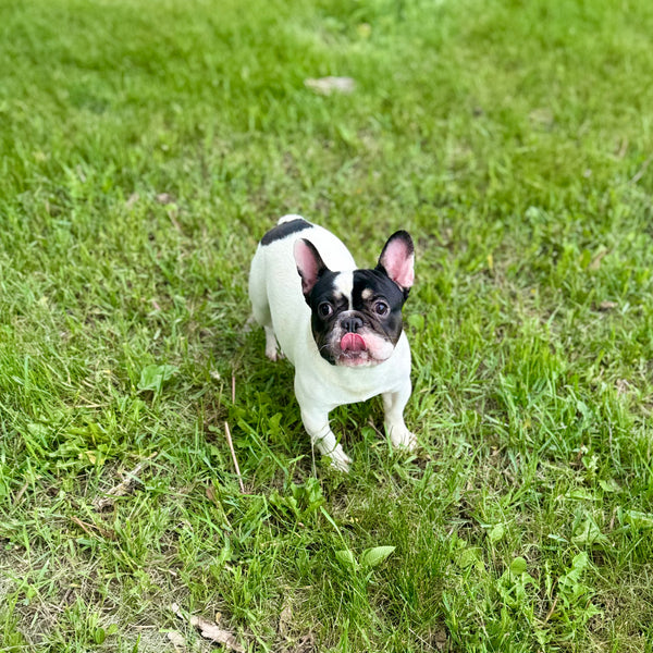 Domino