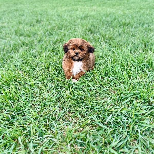 Simba