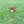 Load image into Gallery viewer, Simba

