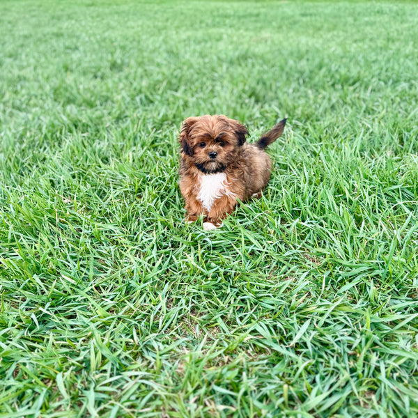 Simba