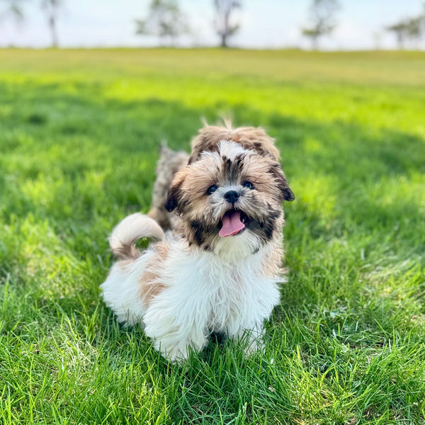 Hazel