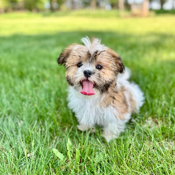 Hazel