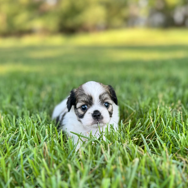 Elsa