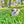 Load image into Gallery viewer, Anna
