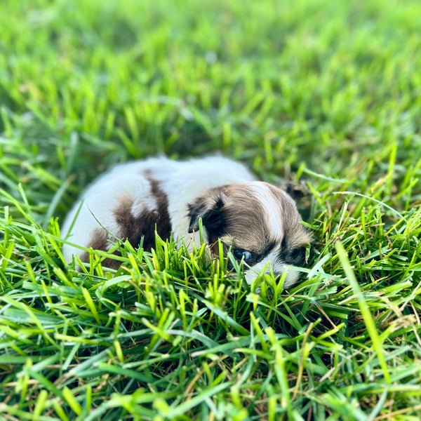 Olaf