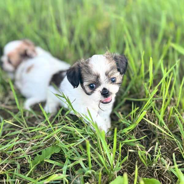 Elsa
