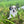 Load image into Gallery viewer, Elsa
