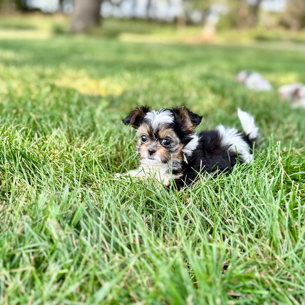 Zoey