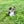 Load image into Gallery viewer, Zoey
