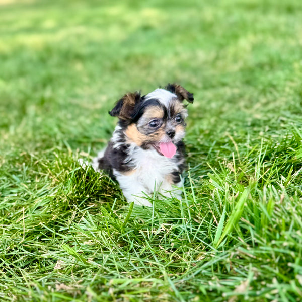 Zoey