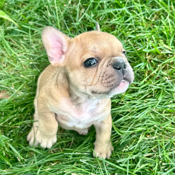 Tater Tot