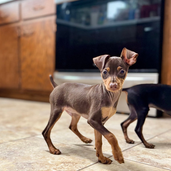 Chester